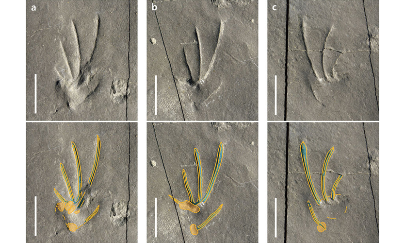 Images of six fossil lizard footprints