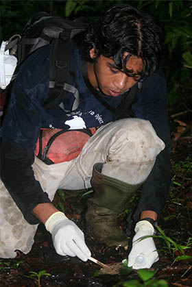 Team member at Macaca Nigra Project collects a faecal sample