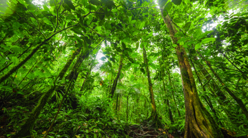 LJMU scientists part of semi-finalist team in $10 million global rainforest competition