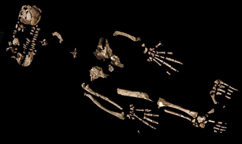 The skeletal fragments of Ardi