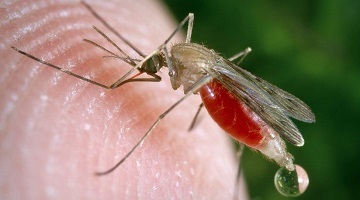 £1million study to aid fight against malaria