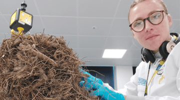 Summer internship at LJMU: Fighting climate change one Miscanthus experiment at a time