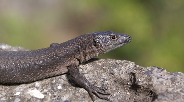 Island lizards offer new twist on theories of evolution