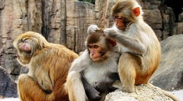Study shows monkey's emotions linked to genes