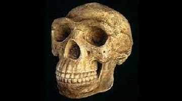 Sinuses shed light on how humans got their unique skull shape