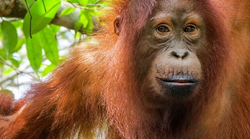 Radical conservation offers hope for Orangutan
