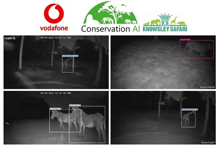 A collection of images taken at night of animals and other shapes such as trees.  The image includes a graphical overlay which shows that the AI has correctly identified which of the shapes are animals.