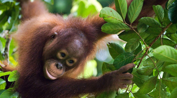 We surveyed Borneo’s orangutans and found 100,000 had ‘disappeared’