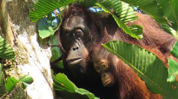 Orangutans have been adapting to humans for 70,000 years