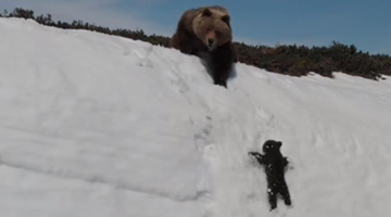 Viral bear video shows how drones threaten wildlife – and what to do about it