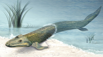 ‘Walking’ fish help scientists to understand how we left the ocean