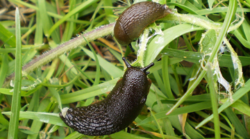 Why zombie slugs could be the answer to gardeners’ woes