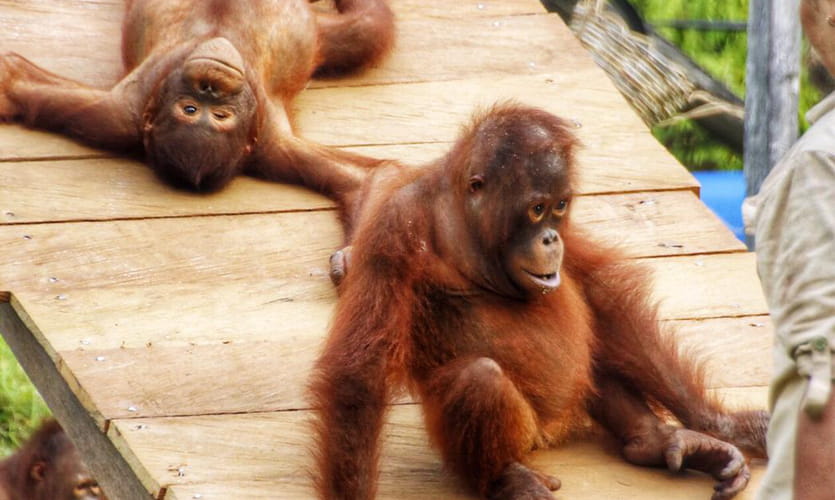 The Great Project - Orangutan