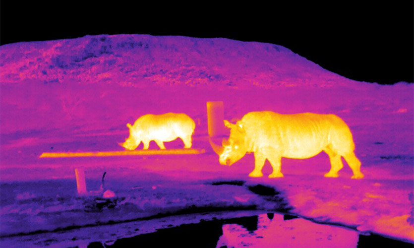 Infrared image of rhinos in South Africa: astro-ecology