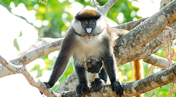 Wanted: students to live with monkeys
