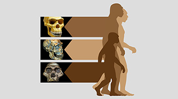 Online resource explores the history of humanity