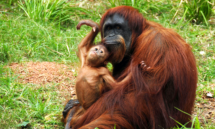 Image of an adult and infant orangutan.