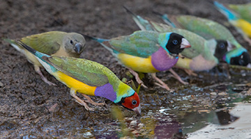 Gouldian finches black-headed females taking the lead when faced with possible danger