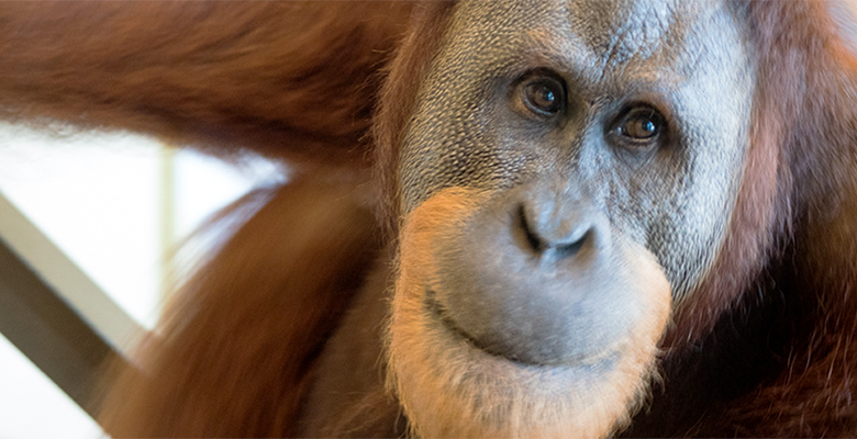 Close up image of an orang-utan