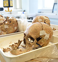 Skulls - School of Biological and Environmental Sciences research