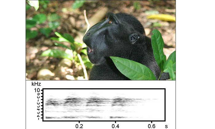 Male crested macaque giving a loud call and a sonogram of a loud call