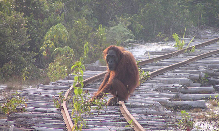 Orangutan sitting on a railway line
