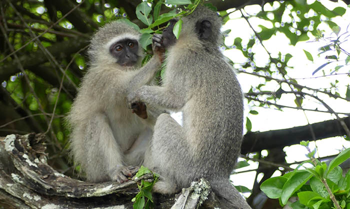Vervet monkeys foraging in Simbithi, South Africa