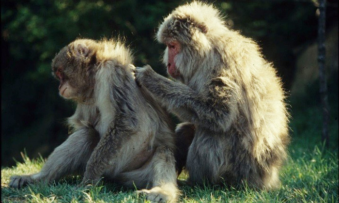 Primate social behaviour