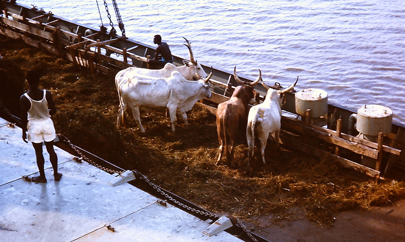 Cattle onboard