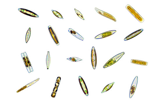 Jay Hampton River Mersey Diatoms