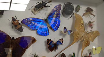 Insects - Collaborative Practice